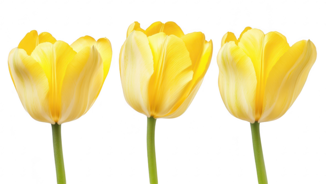 Three yellow tulips with delicate petals standing upright against a clean white background. their natural beauty. ideal for floral-themed designs or springtime decorations