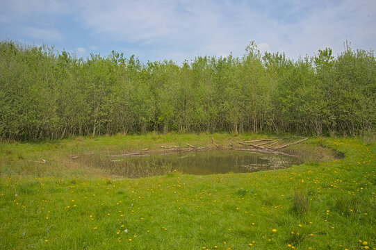 Little pooLittle pool in a fresh green spring forest inl in a fresh green spring forest in Parkbos park, Ghent, Flanders, Belgium 