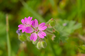 Tiny bright purple Geranium molle flowers . also known as Dove`s-foot Crane`s-bill[ or Dovesfoot Geranium 