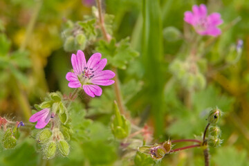 Obraz premium Tiny bright purple Geranium molle flowers . also known as Dove`s-foot Crane`s-bill[ or Dovesfoot Geranium 
