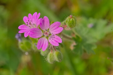 Closeup of bright pink Dove`s-foot Crane`s-bill flowers, selective focus on a green bokeh background Geranium molle 