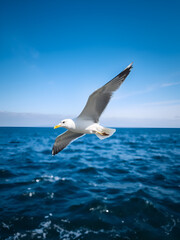 Fototapeta premium seagull flying over the ocean, seabird of family Laridae in suborder Lari