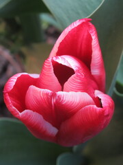 Zbliżenie na kwiaty różowego tulipana © Kumulugma