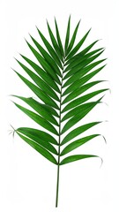 Fototapeta premium Single vibrant green palm frond against white