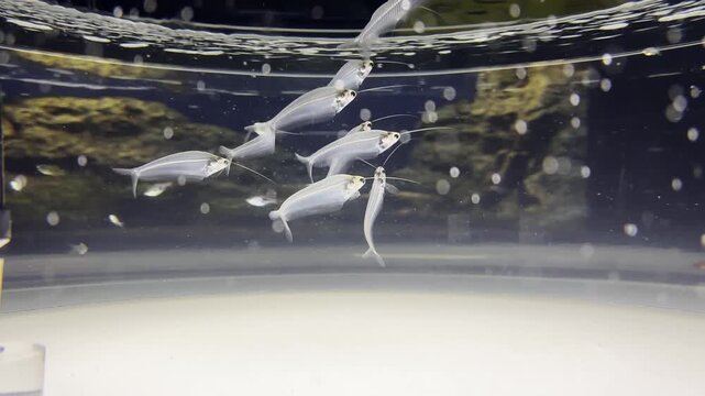 透明な水と魚群の幻想的な背景素材
