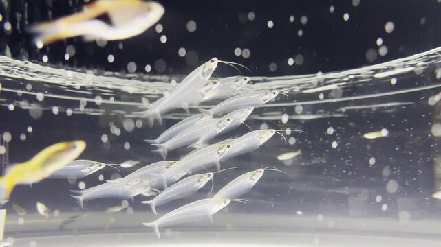 透明な水と魚群の幻想的な背景素材
