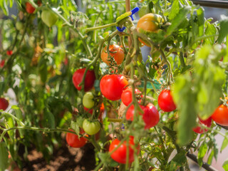 red tomatoes on a bush