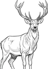 Black and white line drawing of stag deer, majestic antlers, wildlife illustration, forest animal sketch, nature art, vector outline