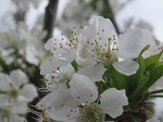 Zbliżenie na białe kwiaty czereśni © Kumulugma