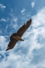 vulture in flight in sud america
