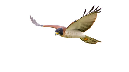 Peregrine Falcon in Flight on Transparent Background. PNG
