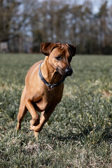 Rhodesian Richback rennt auf einer Wiese. Jagdhund im Einsatz. Schöner brauner Hund rennt.