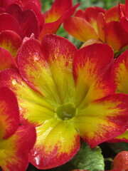 Zbliżenie na kwiaty żółtoczerwonego pierwiosnka © Kumulugma