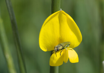 A green beetle on a yellow flower