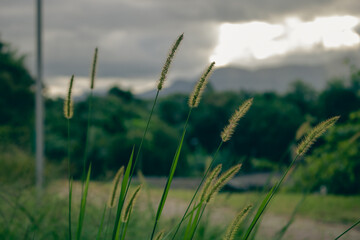 Fototapeta premium wheat field in the wind