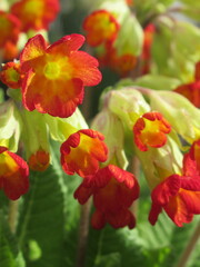 Obraz premium Zbliżenie na kwiaty żółtoczerwonego pierwiosnka