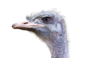 Close up portrait of ostrich head isolated on transparent background. Detailed view of large bird with focus on eye, beak, and feathers, perfect for wildlife, zoology, and educational concepts