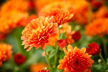 kleine Chysanthemen in orange