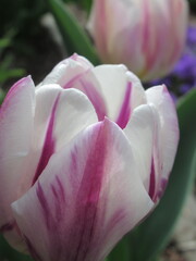 Zbliżenie na biało-fioletowego tulipana © Kumulugma