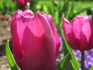 Zbliżenie na kwiat różowego tulipana © Kumulugma