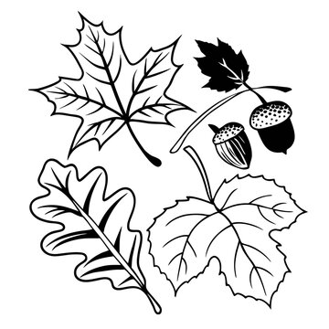 oak leaf and acorns