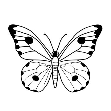butterfly isolated on white