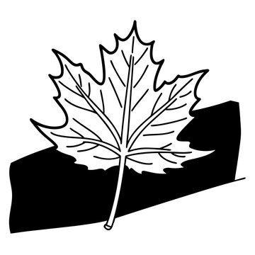 black silhouette of a maple leaf