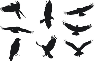 Bird silhouette vector set, flying and perched bird shapes, black animal clipart, wildlife illustration, nature design, avian graphic collection