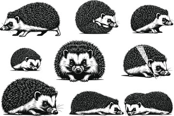 Black and white hedgehog illustrations, hand drawn animal sketch set, wildlife vector art, detailed poses, curled, walking, sleeping, sniffing behavior