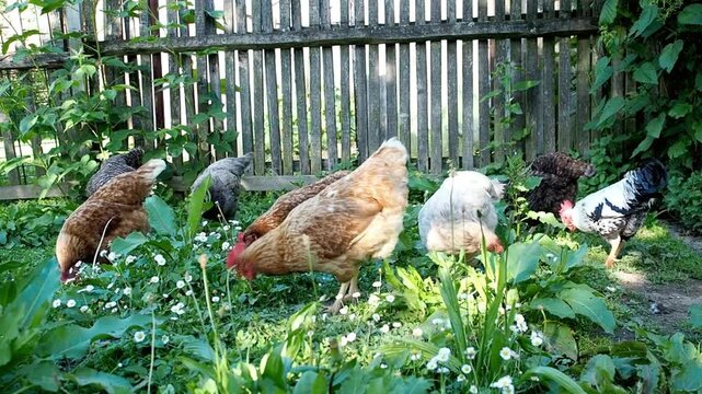A flock of chickens foraging for food in a lush green garden near a fence