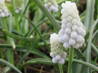 Zbliżenie na kwiaty rośliny Muscari  © Kumulugma