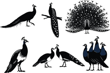 Peacock vector illustration, elegant bird poses, black and white artwork, nature sketch, group interaction, detailed plumage, wildlife drawing, artistic composition