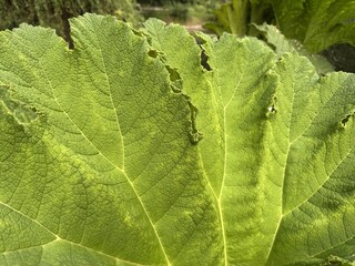 macro view of green tropical leaf