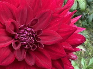 Close-up of red dahlia flower in the garden