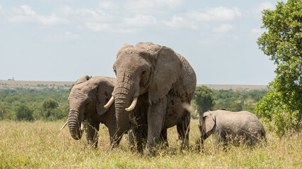 Obraz premium A Mother African Elephant (Loxodonta africana) with Two Calves by her side walking and feeding in the Kenyan savannah grasslands in Olpejeta Conservancy in Laikipia 