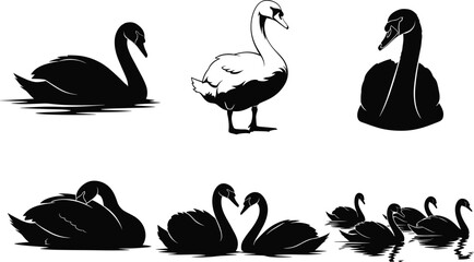 Swan vector illustration, black and white artwork, swimming and standing poses, bird group behavior, nature sketch, elegant silhouette, wildlife composition