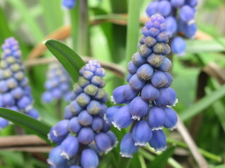 Zbliżenie na kwiaty rośliny Muscari  © Kumulugma