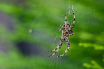 Garden Spider on Web Close-Up