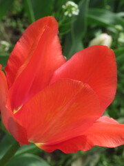 Zbliżenie na czerwonego tulipana © Kumulugma