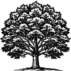 Detailed black and white line art illustration of a mature oak tree with intricate branches and textured bark