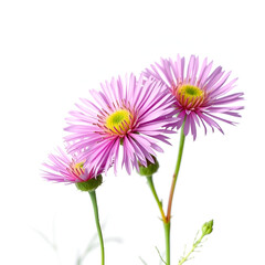 Obraz premium centaurea gym nocarpa on white background