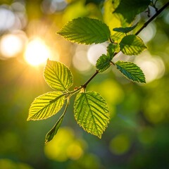 Fresh spring leaves bathed in sunlight