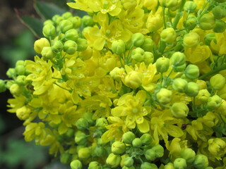 Zbliżenie na żółte kwiaty rośliny z gatunku Mahonia © Kumulugma
