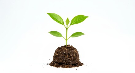 Young Plant Sprout Growth on White - A small plant seedling emerges from dark soil, symbolizing growth, new beginnings, nature, life, and potential. White background