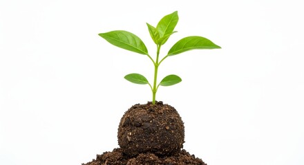 Young Plant Sprouting from Soil - A vibrant green seedling emerges from a small mound of dark soil, set against a clean white background. Symbol of growth and new beginnings