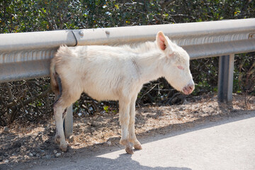 A donkey at Asinara island in Sardinia, Italy