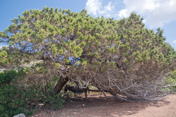 A donkey at Asinara island in Sardinia, Italy
