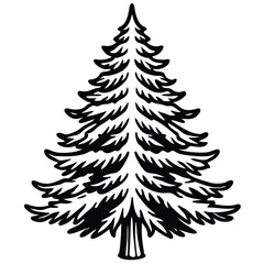 Vintage pine tree illustration in classic engraving style with detailed branches and needles