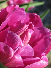 Zbliżenie na kwiat różowego tulipana © Kumulugma