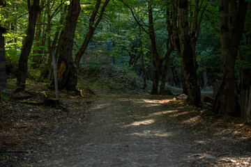 Remote Pathway Through Dense Woodland in Tranquil Environment